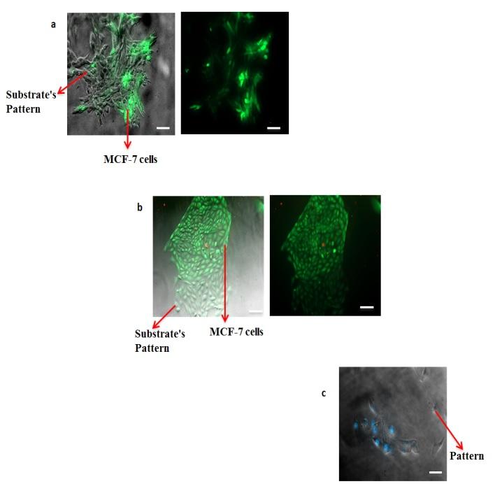 Effect of cell imprinting on viability and drug susceptibility of breast cancer cells to doxorubicin Effect of cell imprinting on viability and drug susceptibility of breast cancer cells to doxorubicin