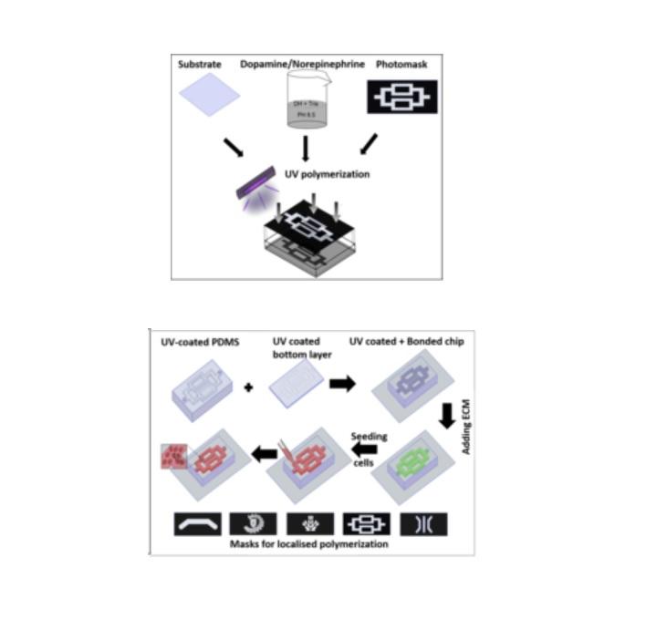 UV-triggered polymerization of polycatecholamines enables the production of organ-on-chips inside a biosafety cabinet UV-triggered polymerization of polycatecholamines enables the production of organ-on-chips inside a biosafety cabinet