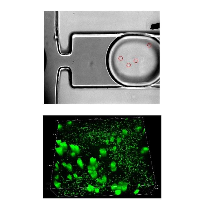 Picoliter agar droplet breakup in microfluidics meets microbiology application: numerical and experimental approaches Picoliter agar droplet breakup in microfluidics meets microbiology application: numerical and experimental approaches
