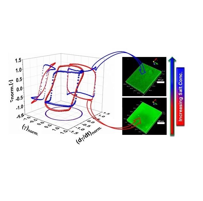 "Nonlinear Viscoelastic Characterization of Charged Cellulose Nanocrystal Network Structure in Presence of Salt in Aqueous Media
