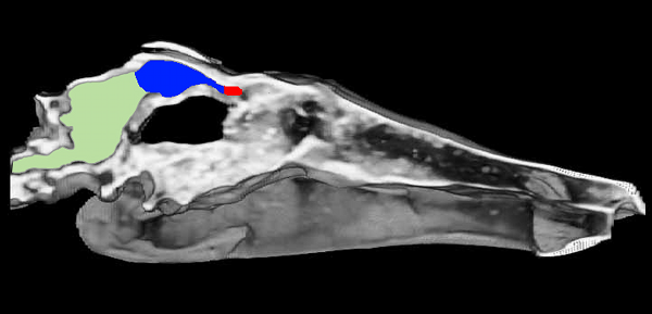 ornithomimd skull ornithomimd skull