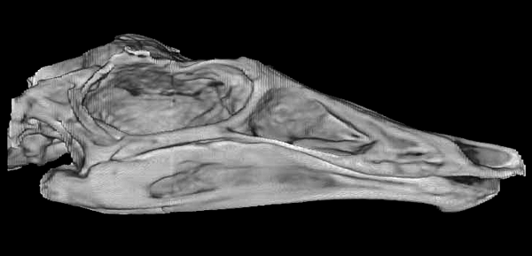 ornithomimd skull