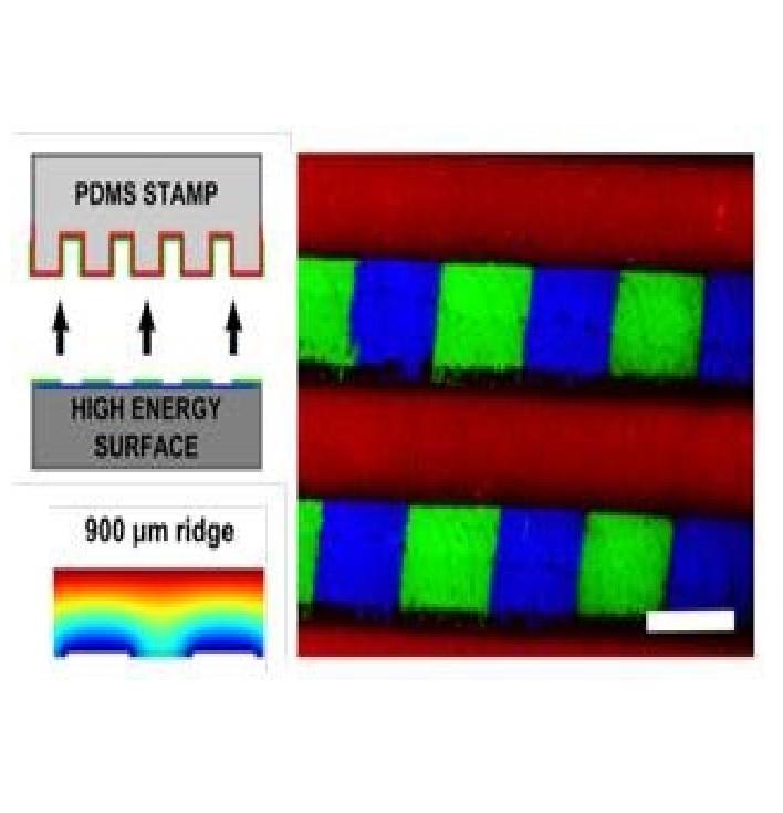 Humidified Microcontact Printing of Proteins: Universal Patterning of Proteins on Both Low and High Energy Surfaces Humidified Microcontact Printing of Proteins: Universal Patterning of Proteins on Both Low and High Energy Surfaces