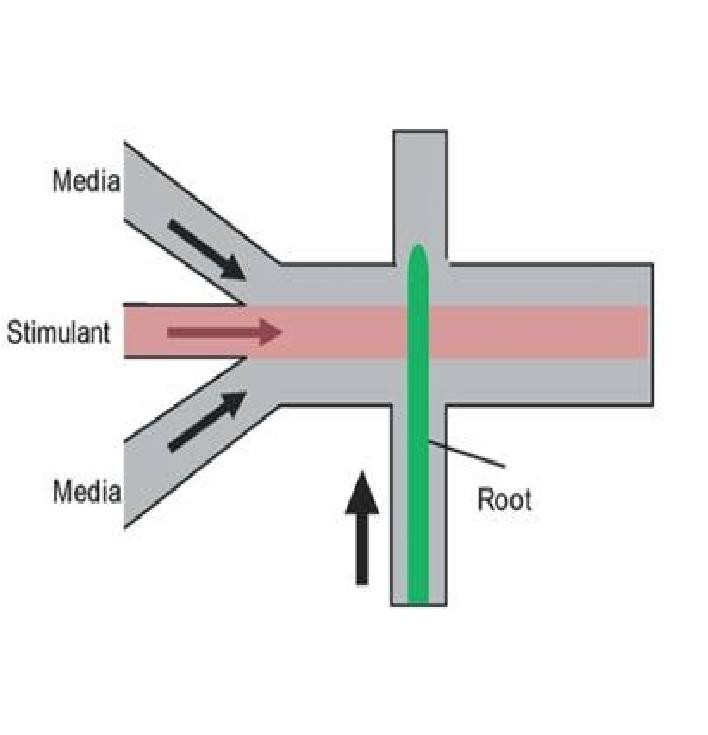 Microfluidic platforms for plant cells studies Microfluidic platforms for plant cells studies