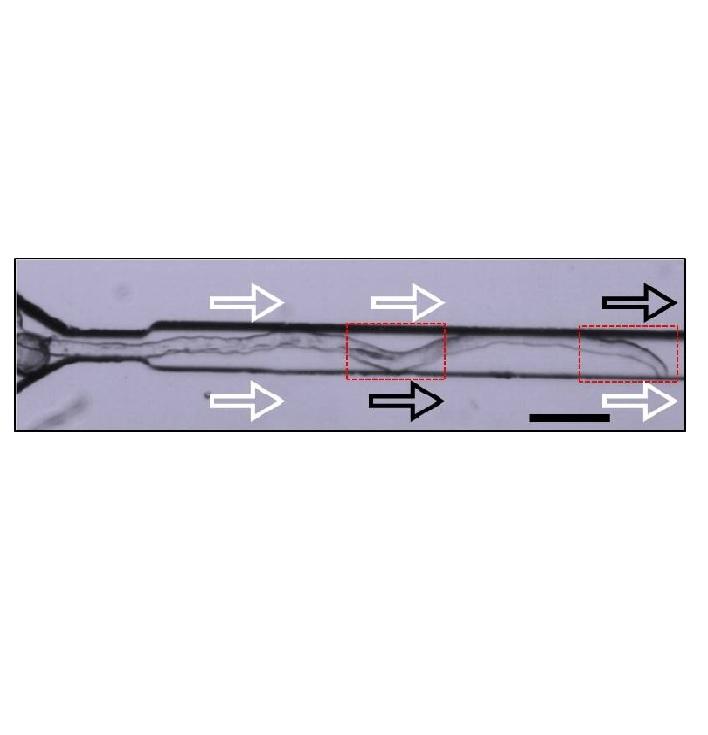 Dynamic, high precision targeting of growth modulating agents is able to trigger pollen tube growth reorientation Dynamic, high precision targeting of growth modulating agents is able to trigger pollen tube growth reorientation
