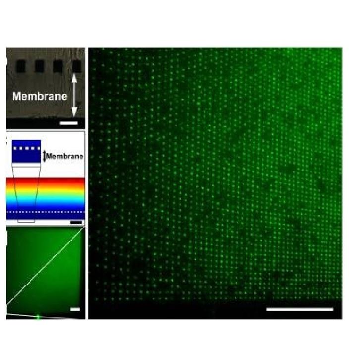 Cell surface interface in tissue engineering and cell based biosensors Cell surface interface in tissue engineering and cell based biosensors