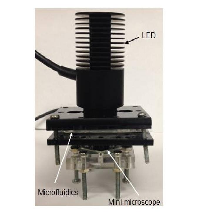 A microfluidic optical platform for real-time monitoring of pH and oxygen in microfluidic bioreactors and organ-on-chip devices A microfluidic optical platform for real-time monitoring of pH and oxygen in microfluidic bioreactors and organ-on-chip devices