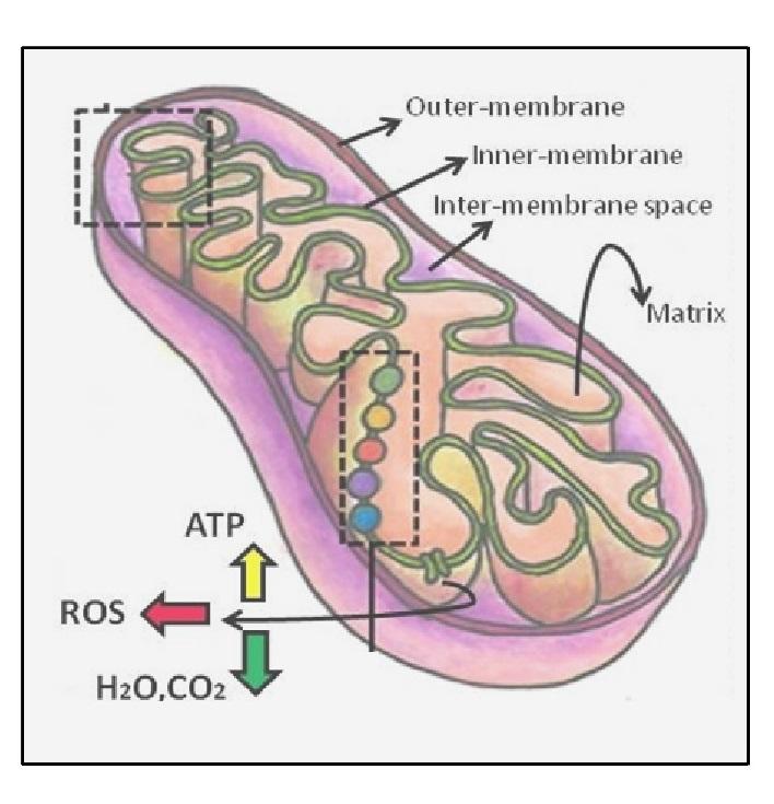 Electromagnetic fields and stem cell fate: when physics meets biology Electromagnetic fields and stem cell fate: when physics meets biology