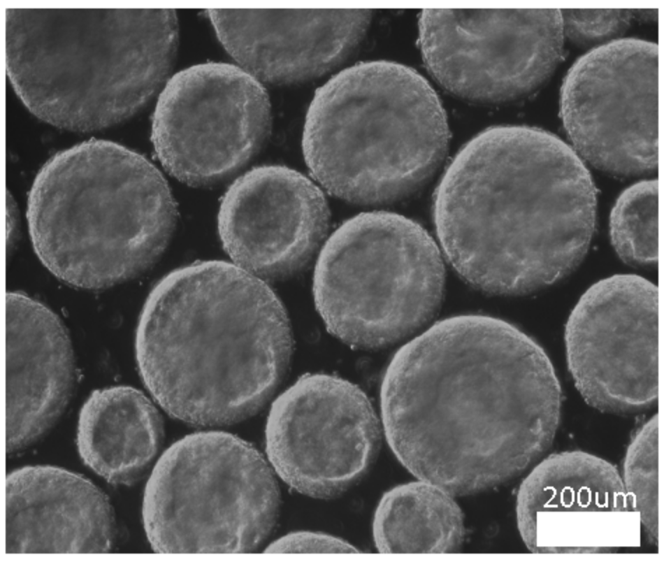 hiPSC Aggregates Cultivated in Bioreactors