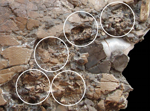 fossilized turtle fossilized turtle