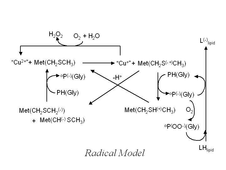 Radical Model Radical Model