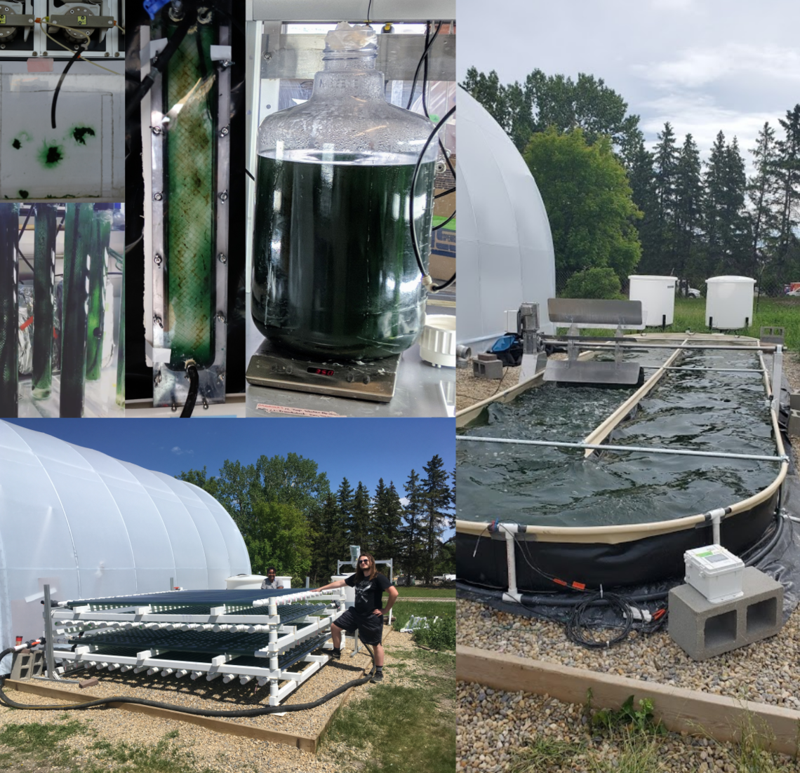 Growing cyanobacteria - from lab to scale