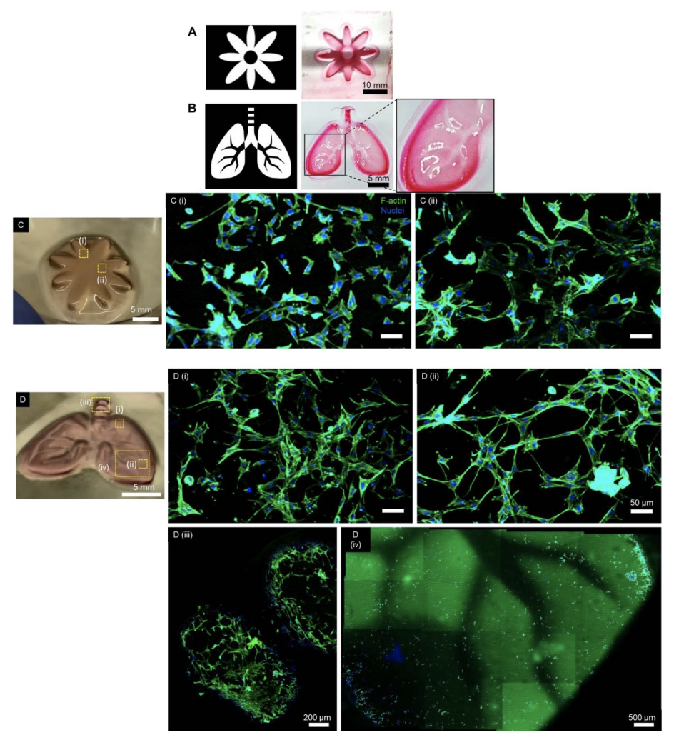 Tunable metacrylated hyaluronic acid-based hybrid bioinks for stereolithography 3D bioprinting Tunable metacrylated hyaluronic acid-based hybrid bioinks for stereolithography 3D bioprinting