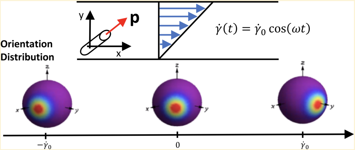 Oscillatory Shear Response of the Rigid Rod Model: Microstructural Evolution Oscillatory Shear Response of the Rigid Rod Model: Microstructural Evolution