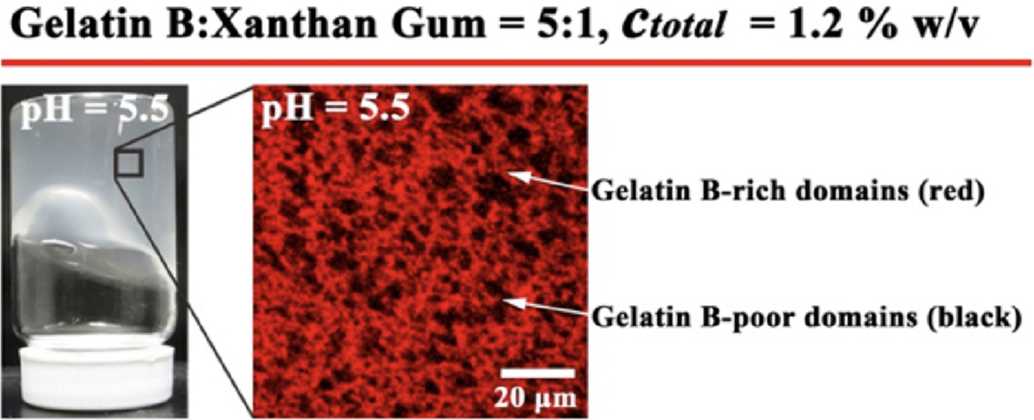Synergistic gelation of gelatin B with xanthan gum Synergistic gelation of gelatin B with xanthan gum