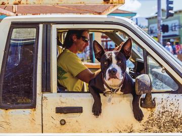 Image of bulldog looking out from passenger window of a truck