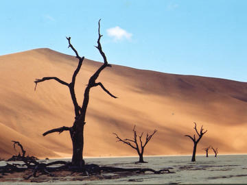 Image of dead tree against a sandy desert background