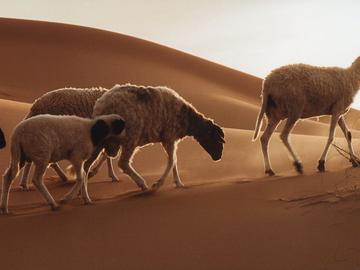 Image of several sheep following one behind the other over sand dunes