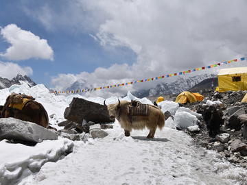 Image of yaks standing at campsite on a snowy mountain