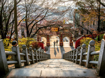 Image looking down the steps of a temple with path framed by flowering trees