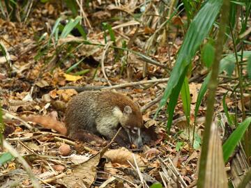 Coati chewing on palm nuts