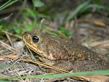 Cane toad