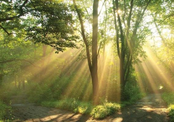 forest scene
