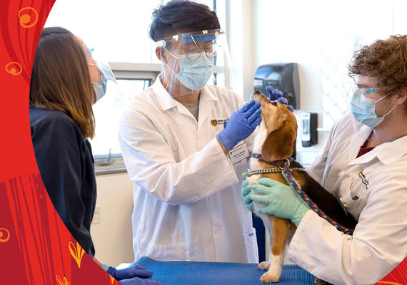 Veterinarian Medicine