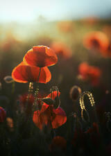 field of poppies