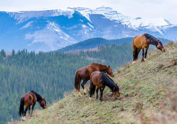 On the trail of wild horses stirring up trouble on private lands