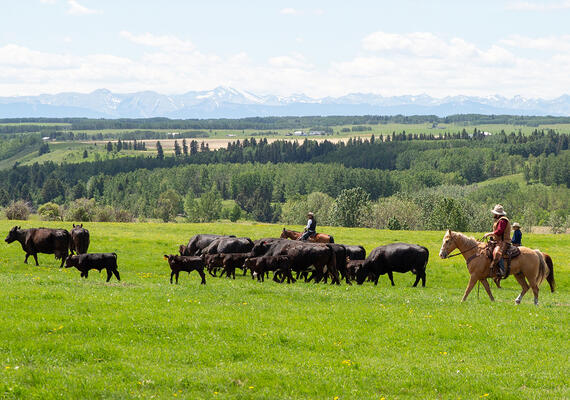 A large field with a herd of cows