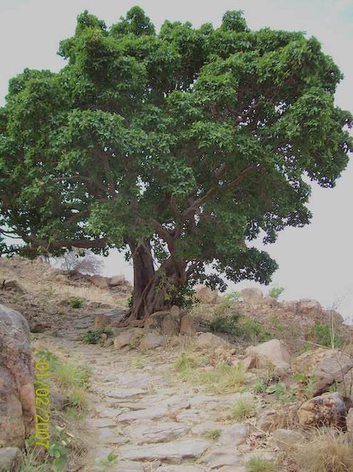 Watse's fig tree.