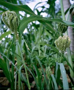 Finger millet